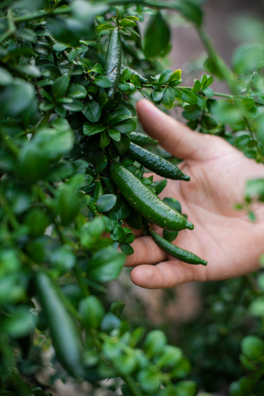 Finger Limes Hill Road Orchard