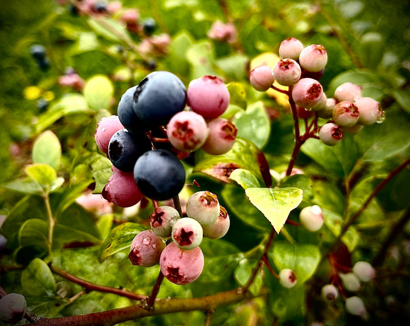 Blueberries - Small - AVAILABLE GISBORNE ONLY