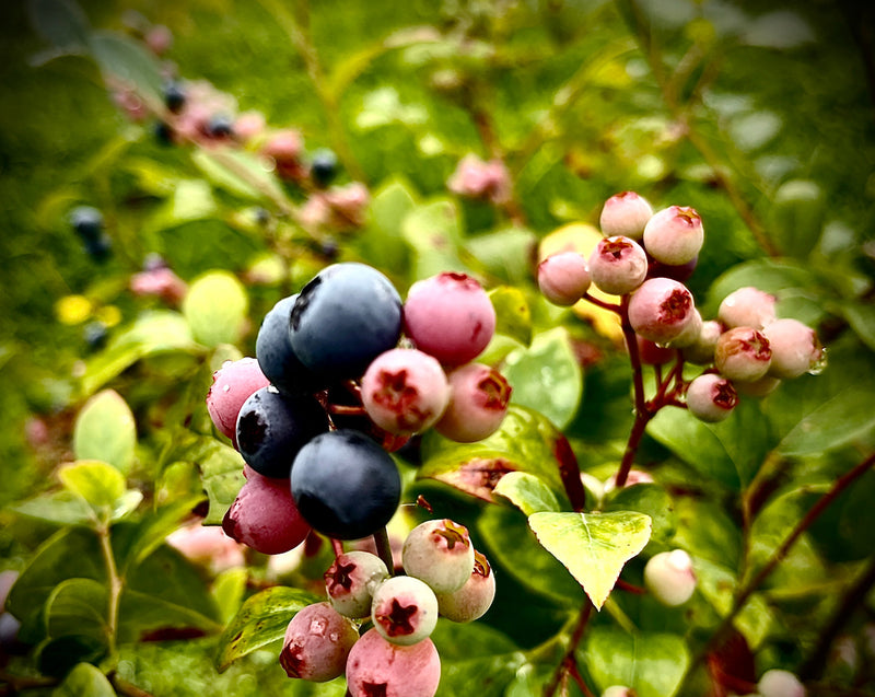 Blueberries - Large - AVAILABLE GISBORNE ONLY