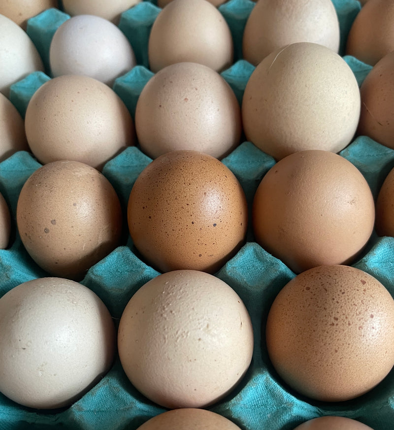 Eggs - Free Range - Dozen - GISBORNE ONLY